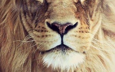 DANS LES PAS DU LION