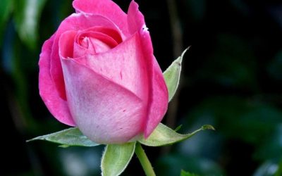 BOUTON DE ROSE