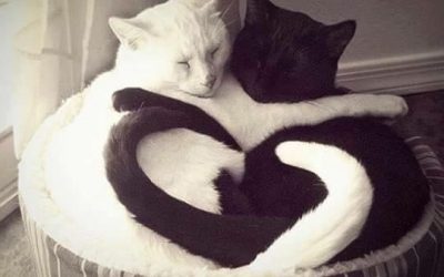 QUAND UNE VIE TOUCHE UNE AUTRE VIE…