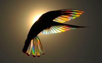 LA LÉGENDE DU COLIBRI